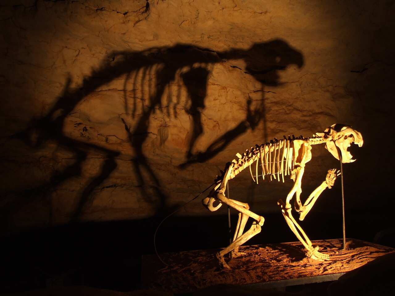 A skeleton of a large animal lit by yellow lights in a cave.