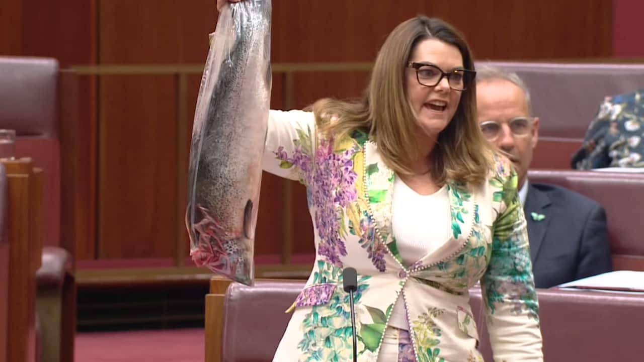 Greens senator Sarah Hanson-Young holding a dead salmon wrapped in plastic while inside the upper house.