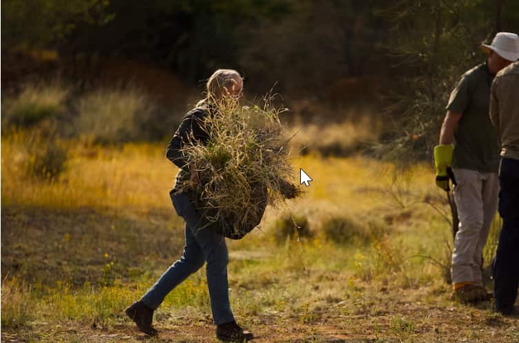 Volunteers at Landcare remove buffel grass during a weed-clearing effort near Alice Springs..png