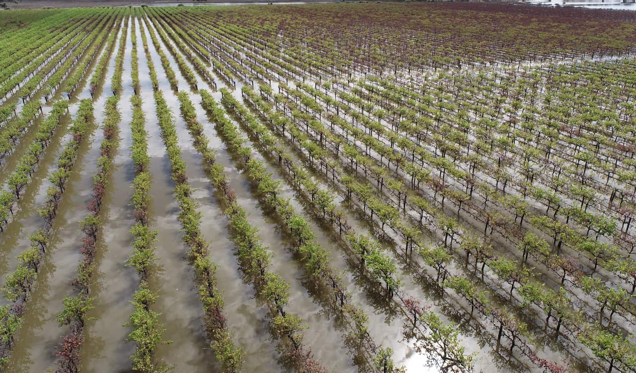 A photo of Lin Meiqing's fooded vines at Renmark.