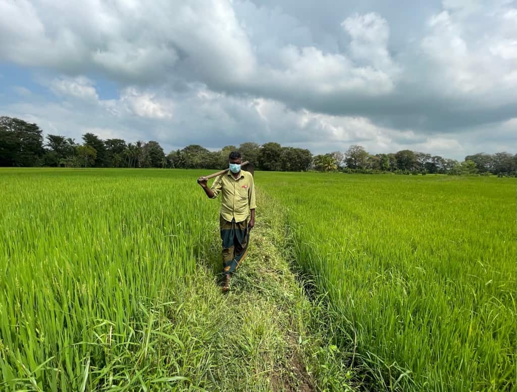 A farmer standing in rice fields.