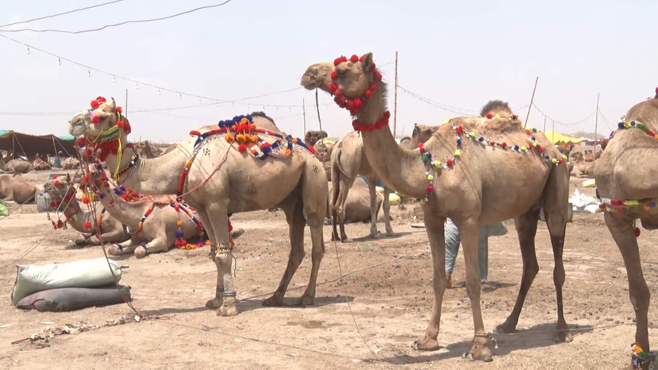 WhatsApp Image 2024-06-12 at 06.31.45 (1).jpeg