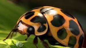 ladybirds.jpg