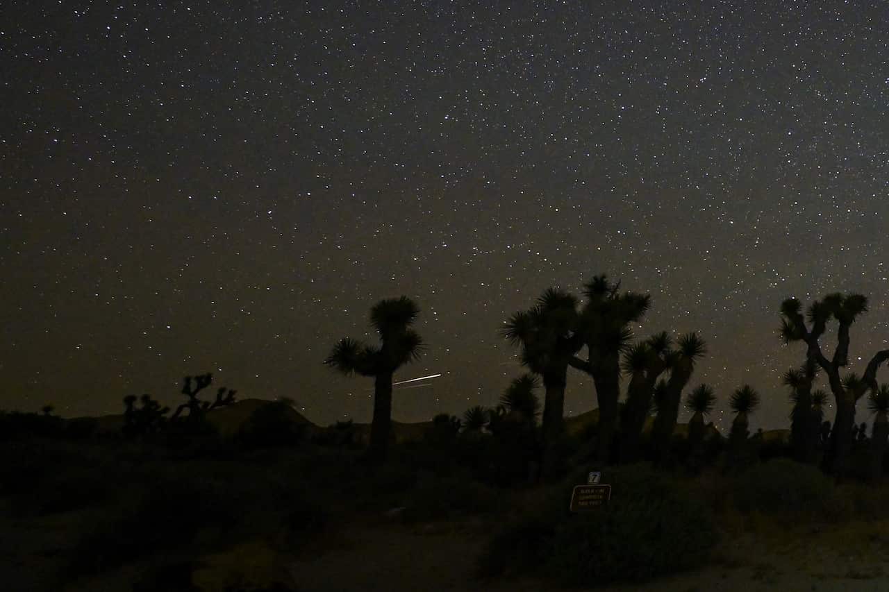 A meteor shower in a starry night sky as seen behind silhouetted Joshua trees.