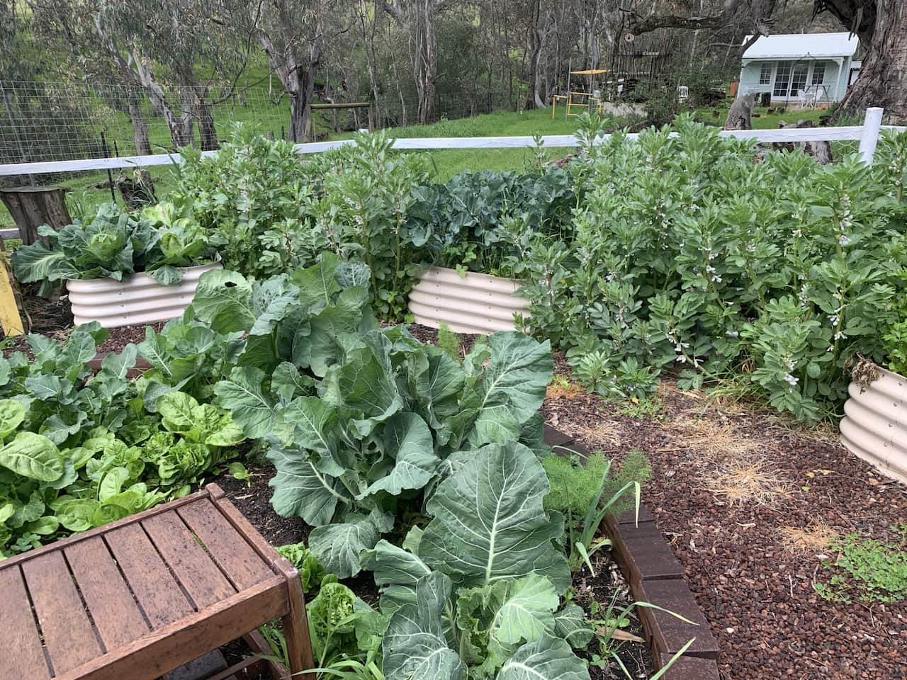 A bunch of thriving veggie patches on a property.