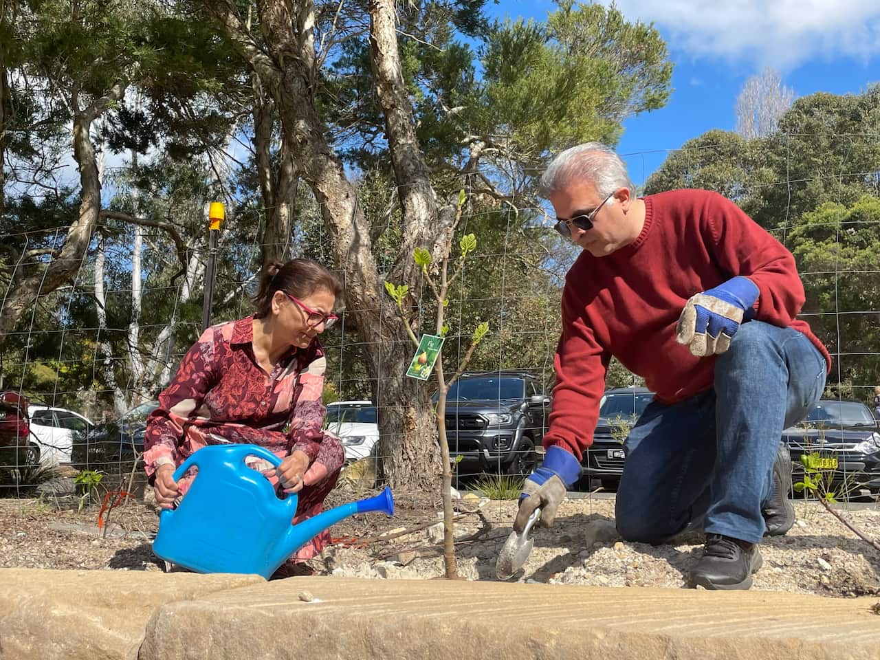 Volunteers watering newly planted trees in Sydney.