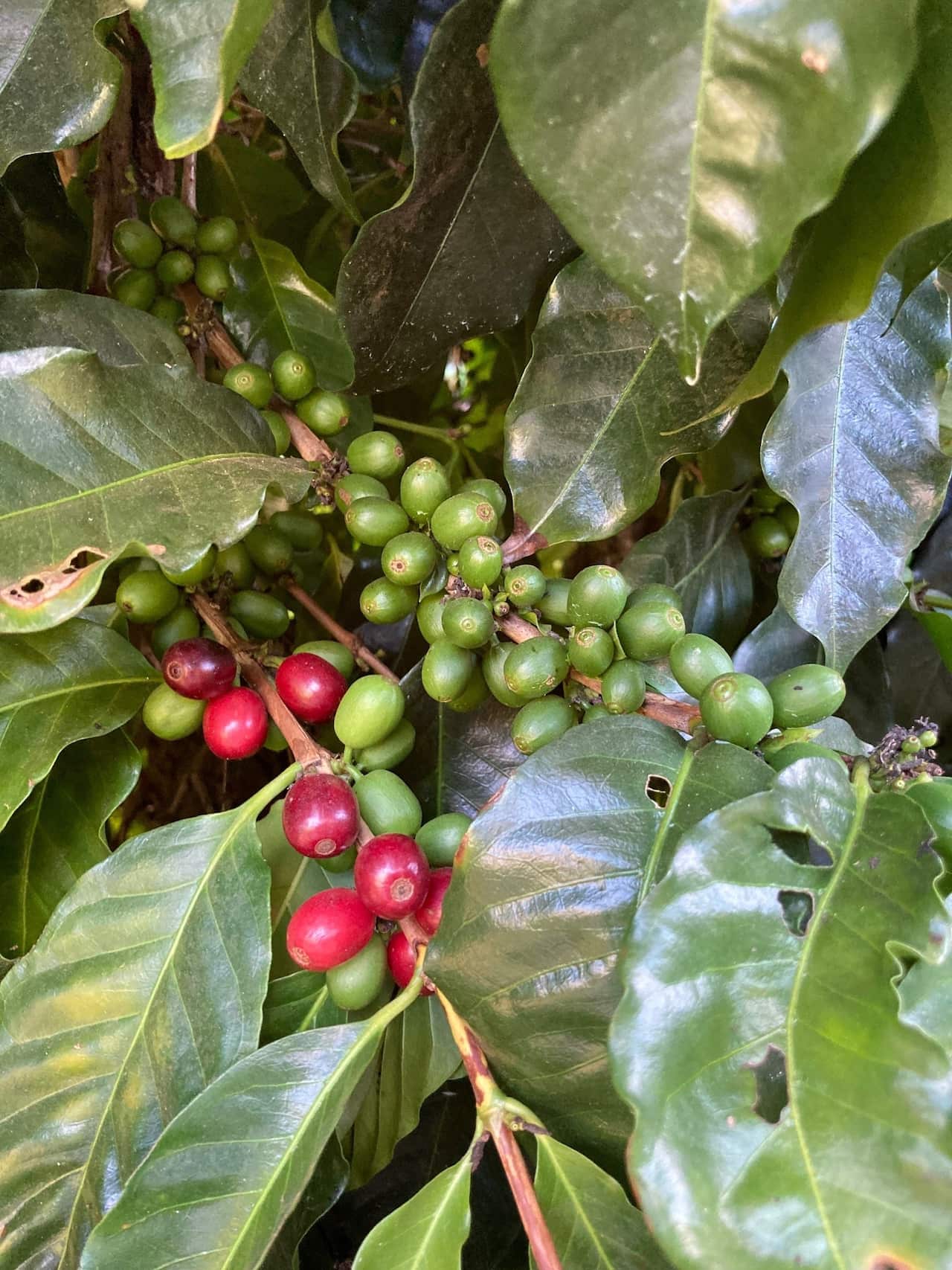 Ishiwata_Coffee Cherries on a tree 2022.jpg