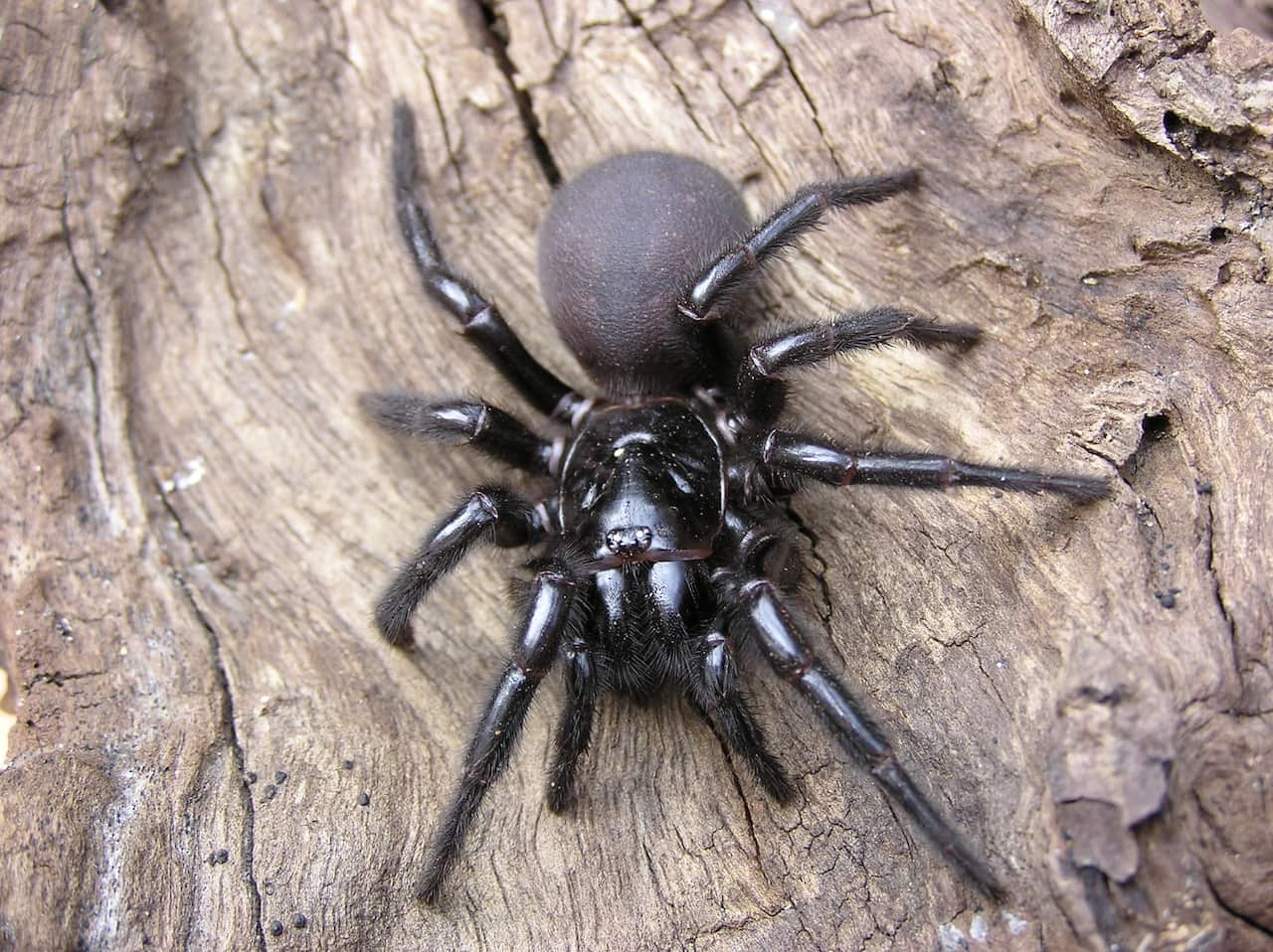 funnel-web.jpg