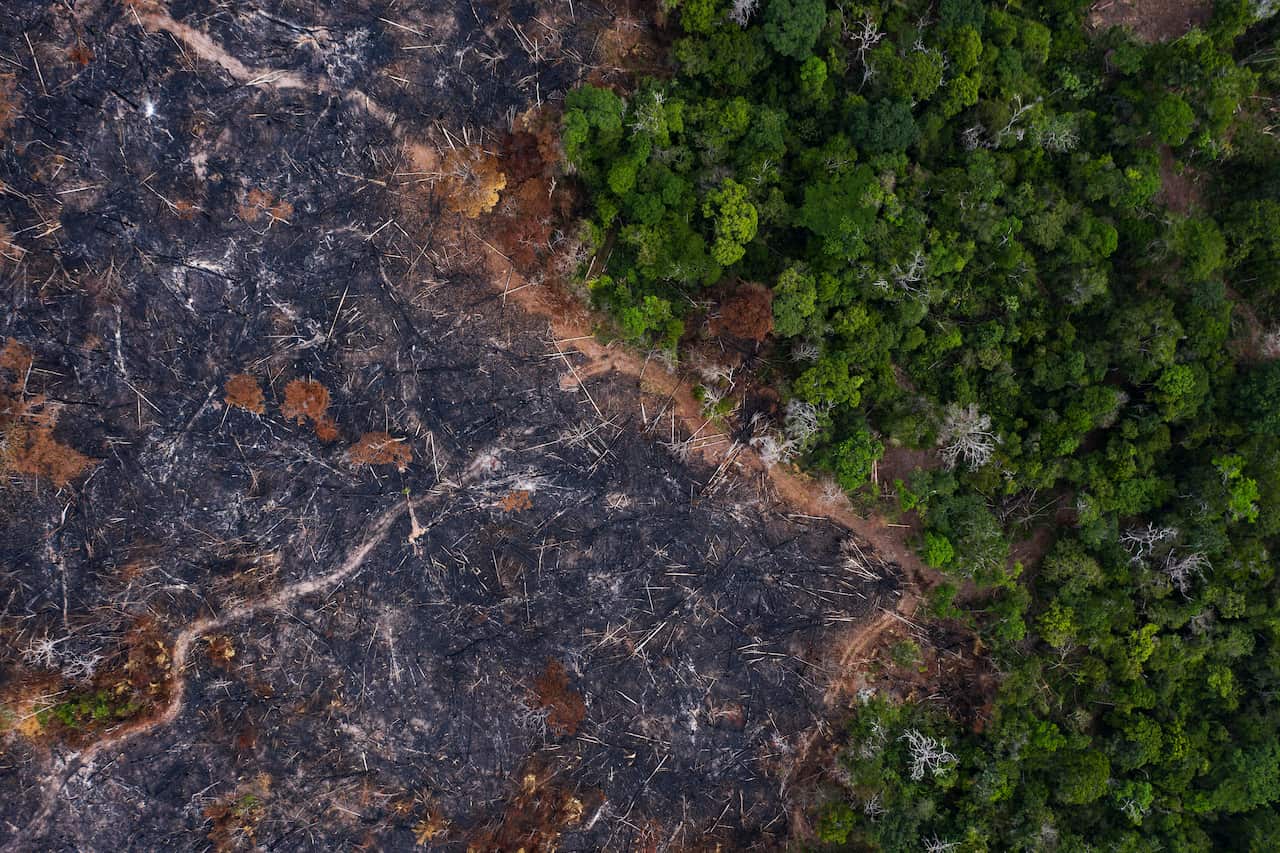 An aerial view of burnt trees.