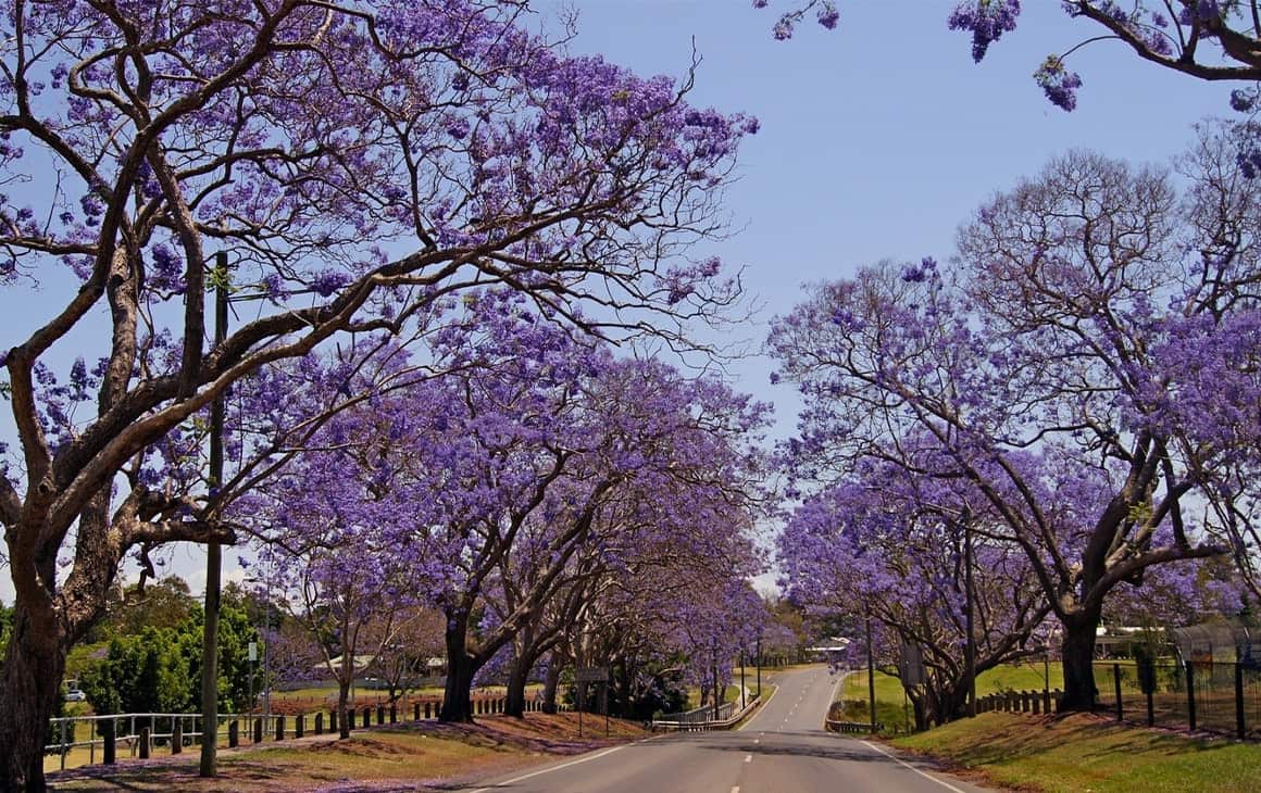 jacarandas_brisbane_goodna.jpg