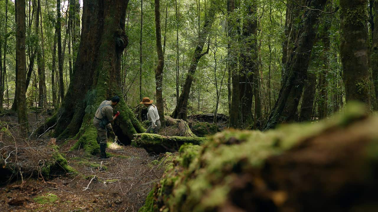 Two people stand at the base of an huge tree, in a dimly-lit forest. I is shining a torch at the base of the tree.