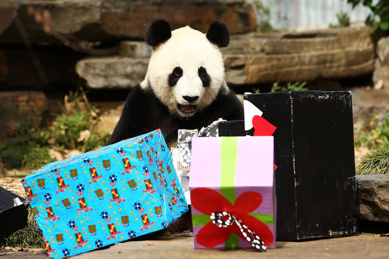 Giant Panda Celebrates Birthday At Adelaide Zoo