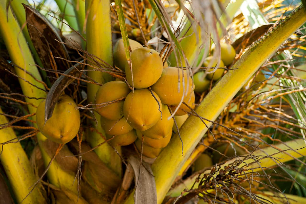 Coconuts