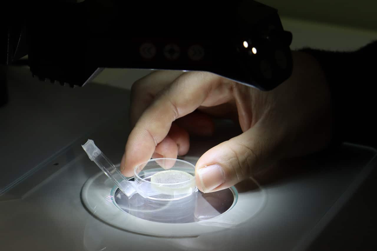 A close up of a hand under a bright light studying tiny zircon crystals under a microscope in a lab.