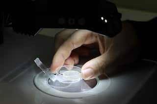 A close up of a hand under a bright light studying tiny zircon crystals under a microscope in a lab.
