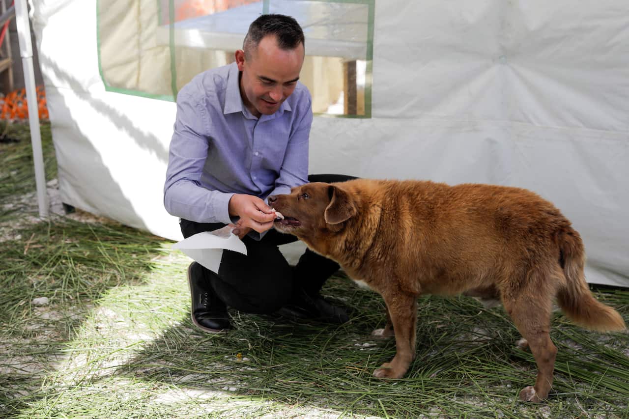 A man in a light shirt is feeding a red dog.
