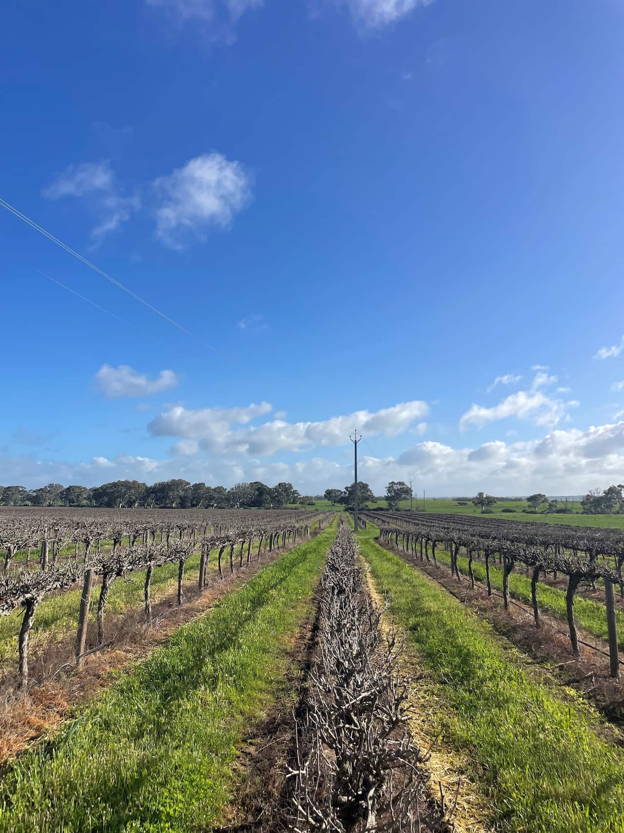 Vinyard.jpg