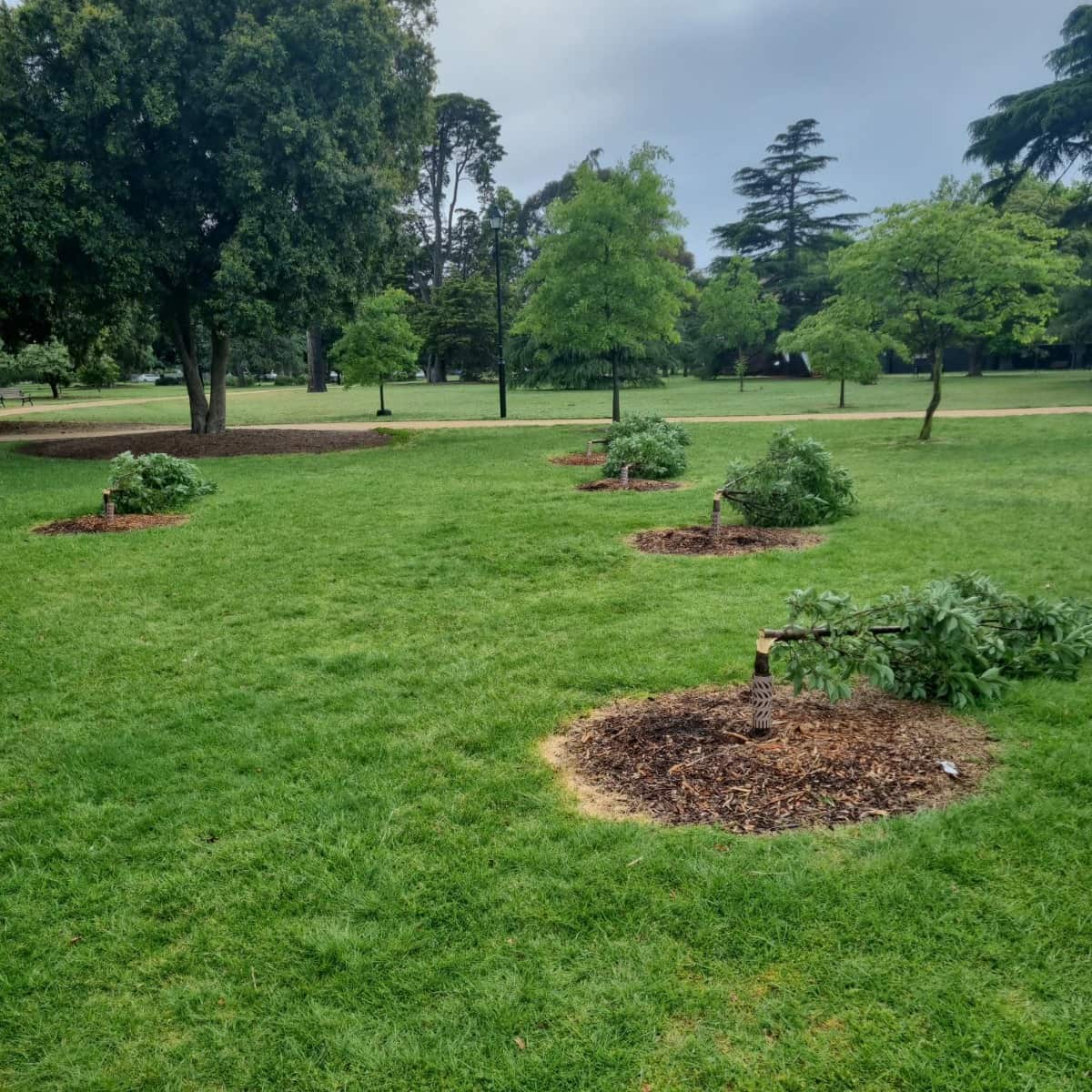 Several small trees that have been cut down.