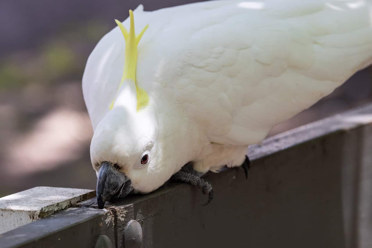 Sulphur-crested Cockatoo gnawing
