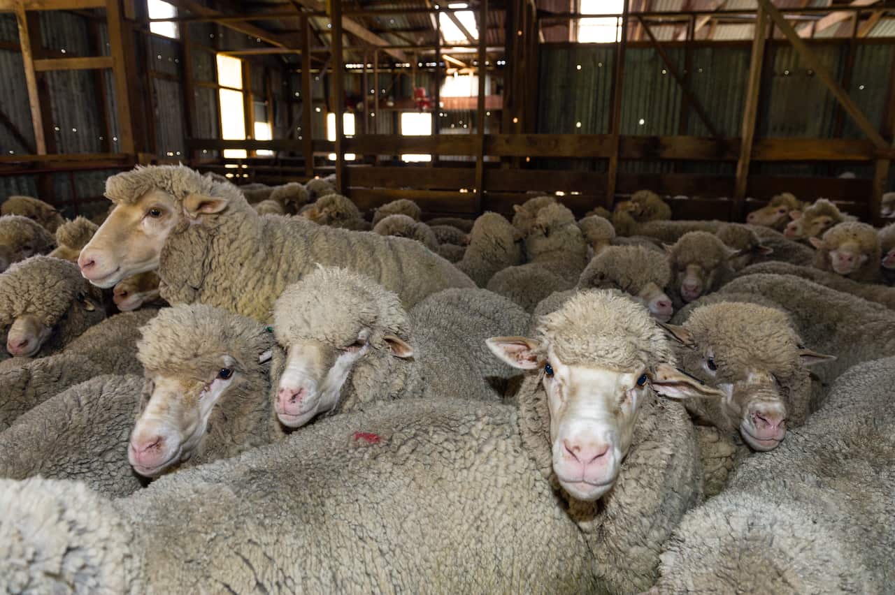 A herd of Merino ewes waiting in a shearing shed.