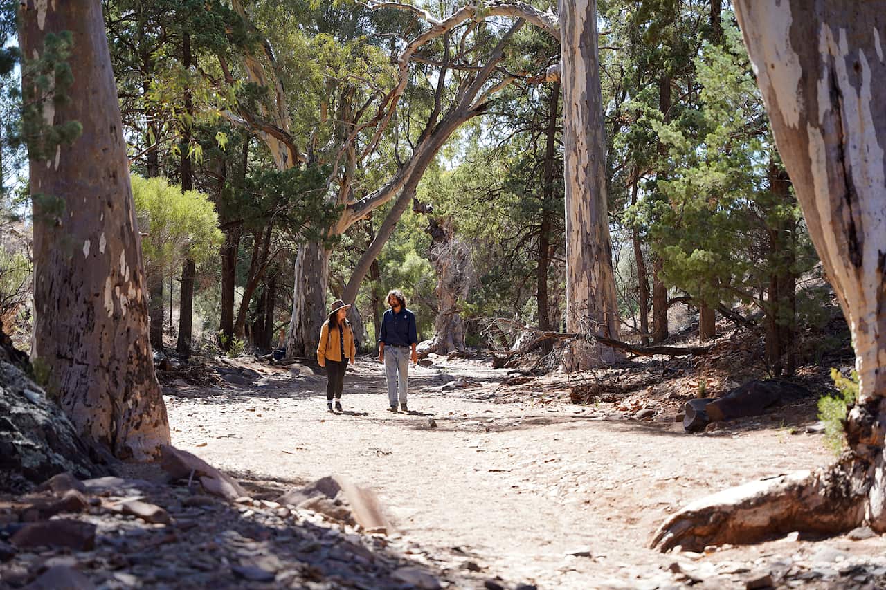 A man and wonan walk through a clearing surrounded by tall trees. 