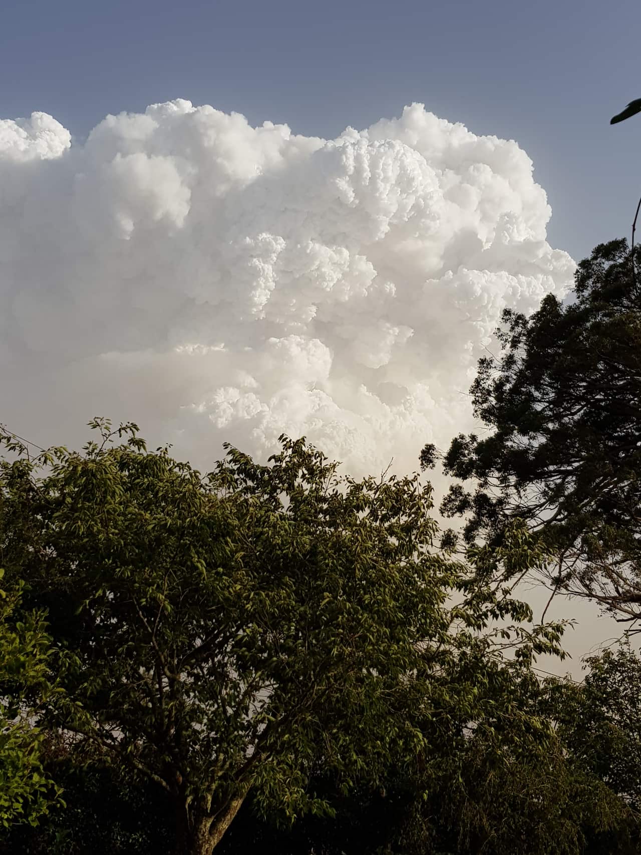 A large cloud rising above trees