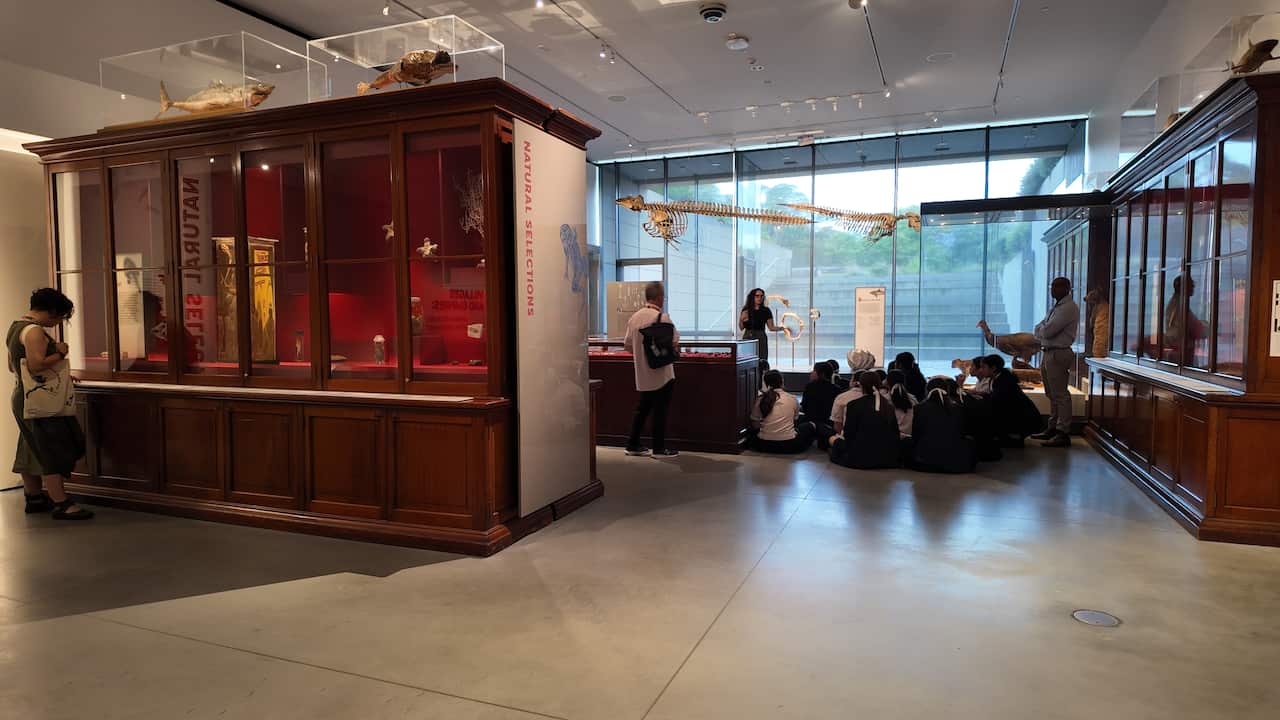 university of sydney musuem