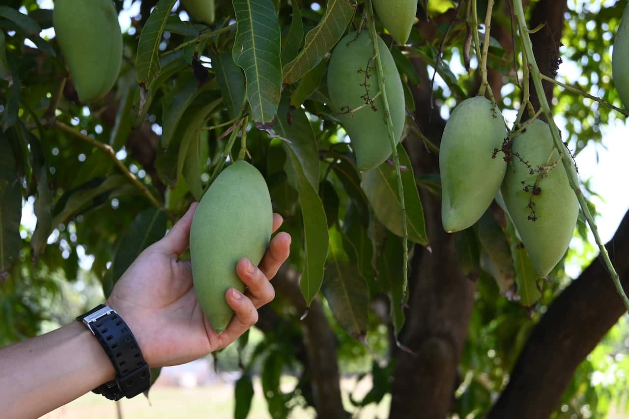 cantonese-mangofarm3