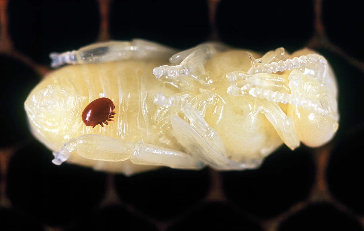 A brown Varroa mite on a translucent yellow honeybee pupa, which is dozens of times its size. 