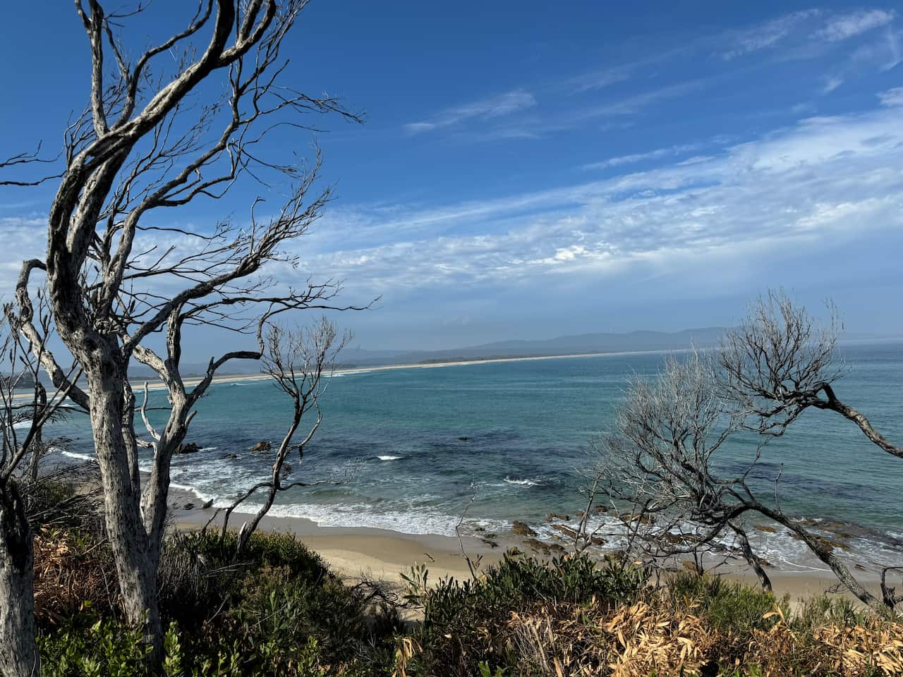 Burned trees near a beach.