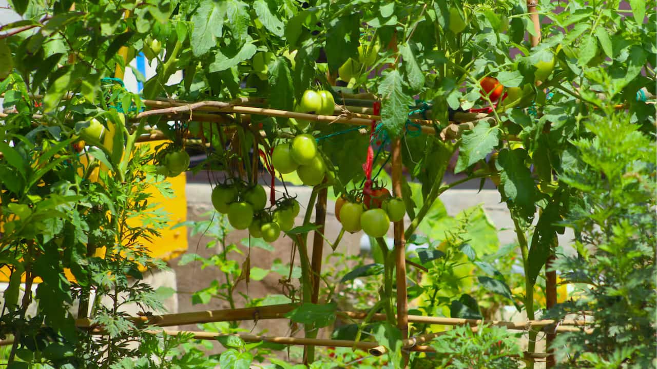 Produce can often be seen growing in a front garden. Credit PexelsIvy Nguyen.png