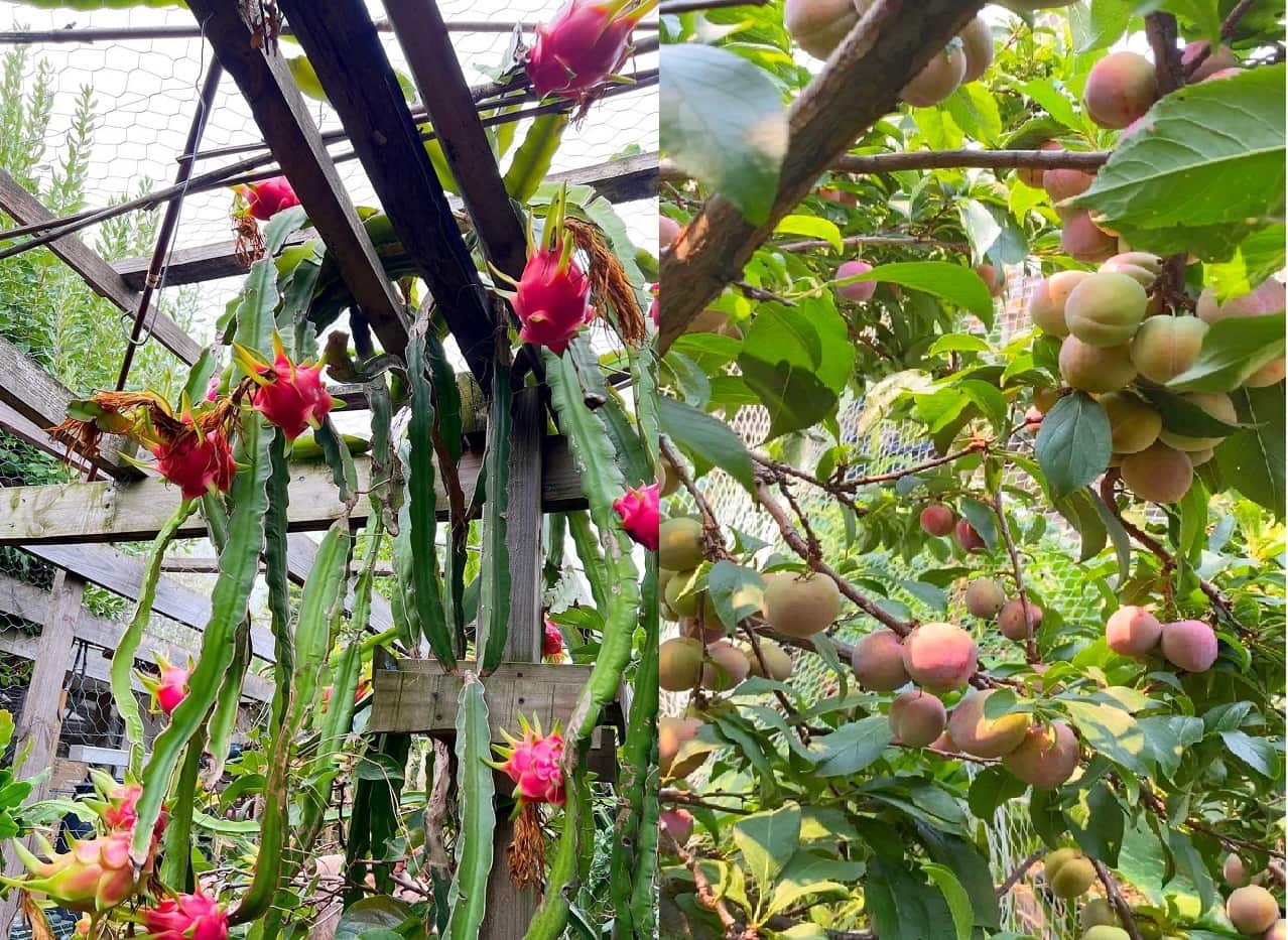 vuon lan Melbourne 1.jpg