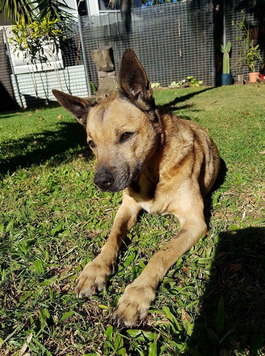 Lauren's dog Roxy in a garden 