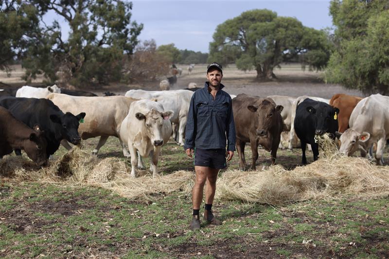 A man standing on a farm in front of a herd of cattle