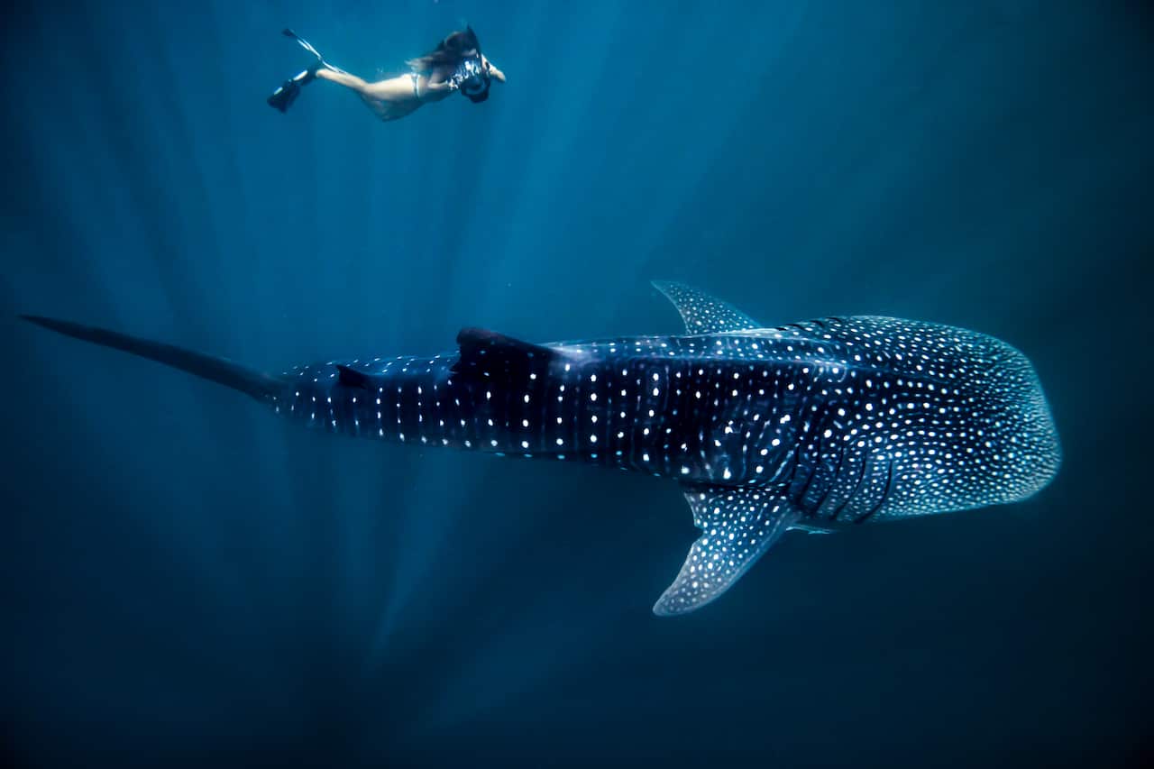 A woman snorkels underwater to get a better view of the whale shark which appears to be at least four times her length.