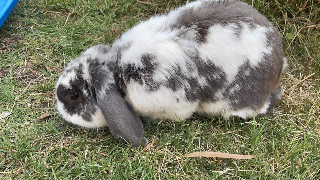 BorBor does not like to be cuddled