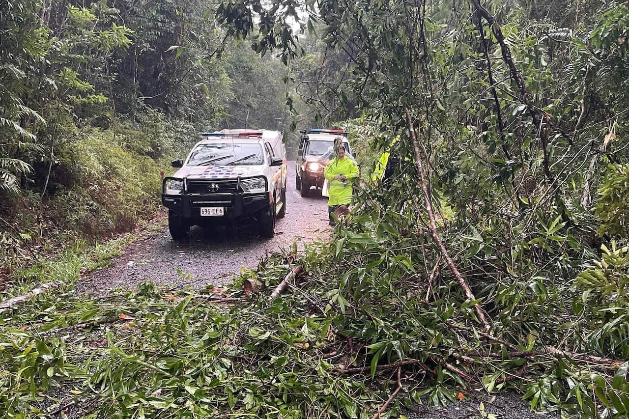 Police inspect a tree that has fallen on a road.