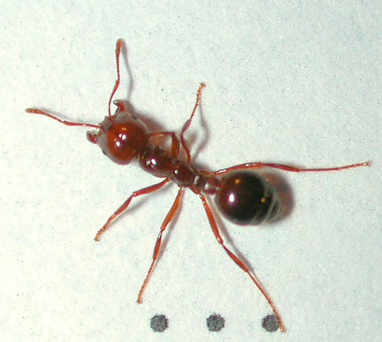 RED FIRE ANT