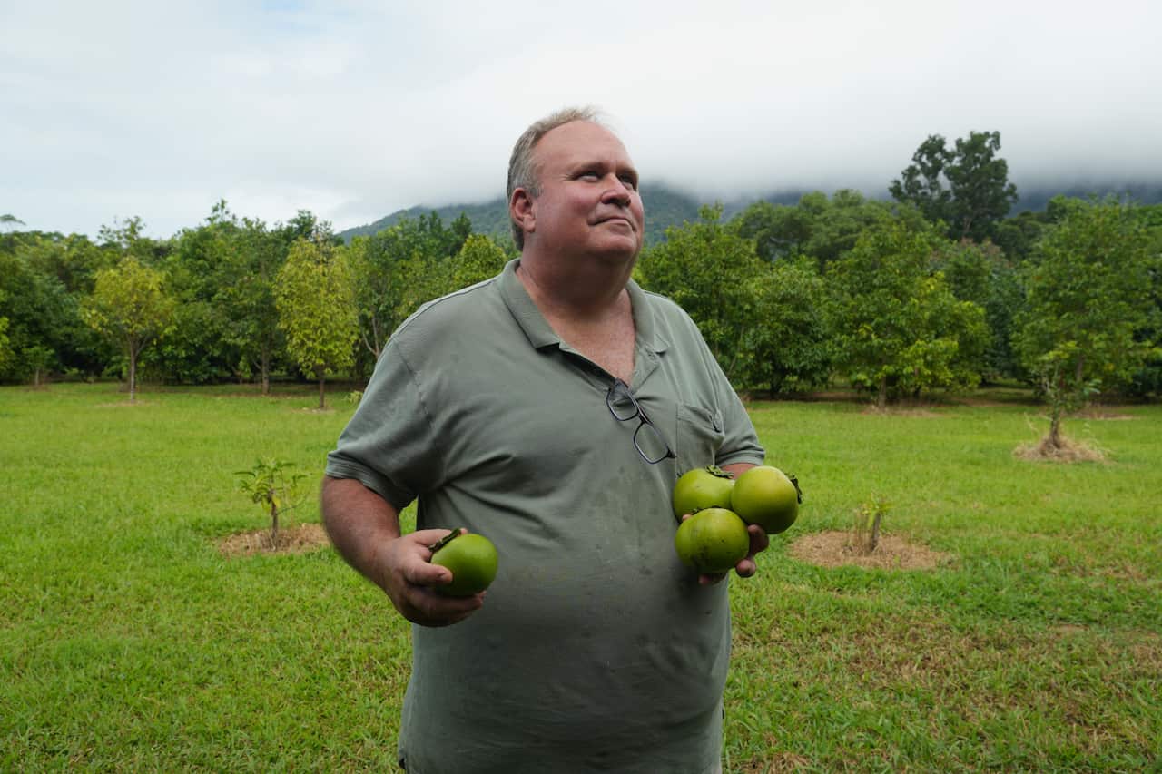 A man in a green polo shirt is standing on a grass area surrounded by green trees. He's holding green fruits in his hands.