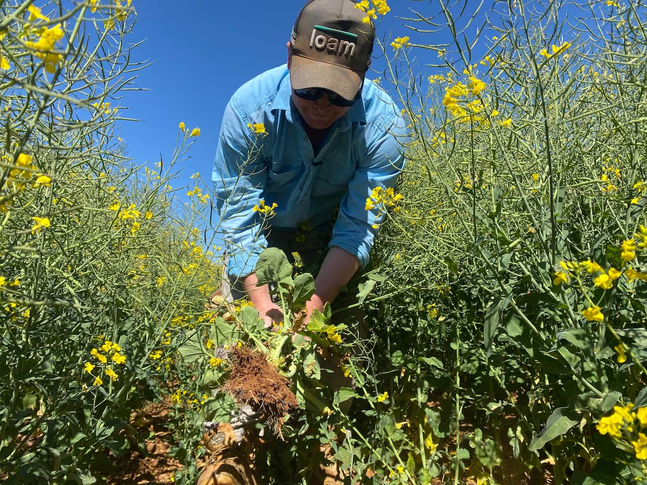 A man wearing a blue shift and a cap looks at crops of yellow canola. 
