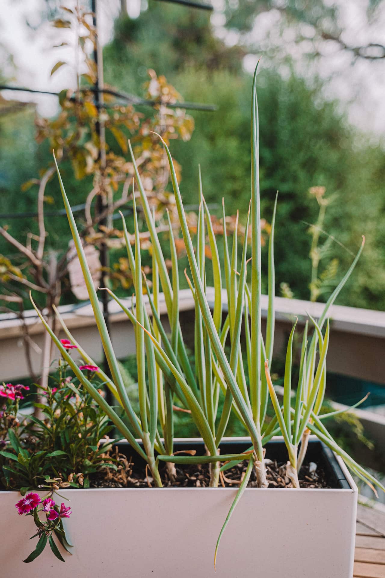 Spring onion in pot.jpg