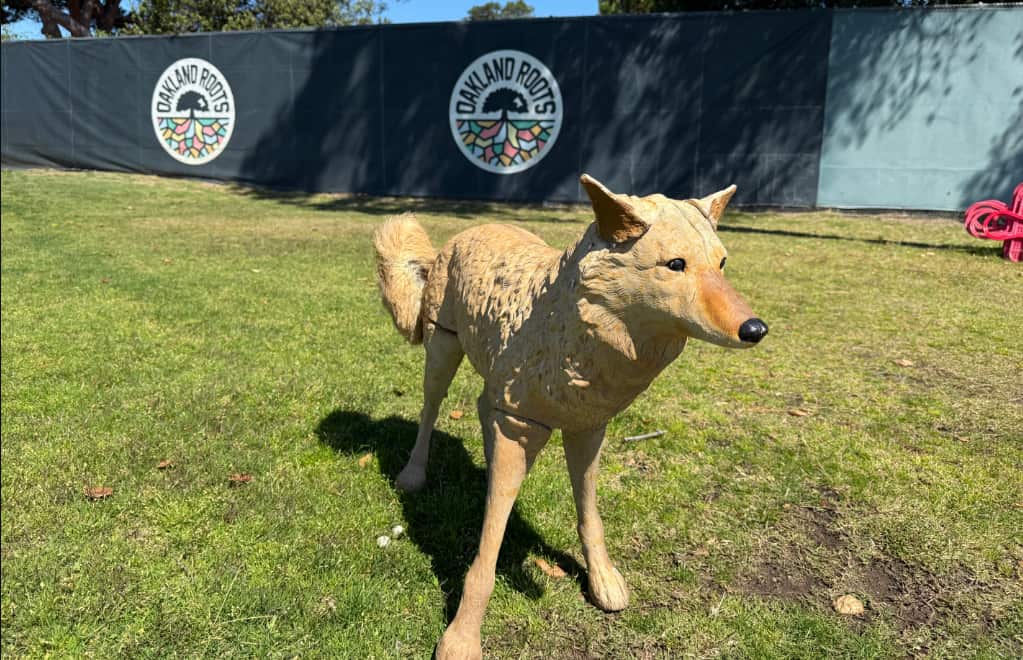 A dingo replica standing on grass