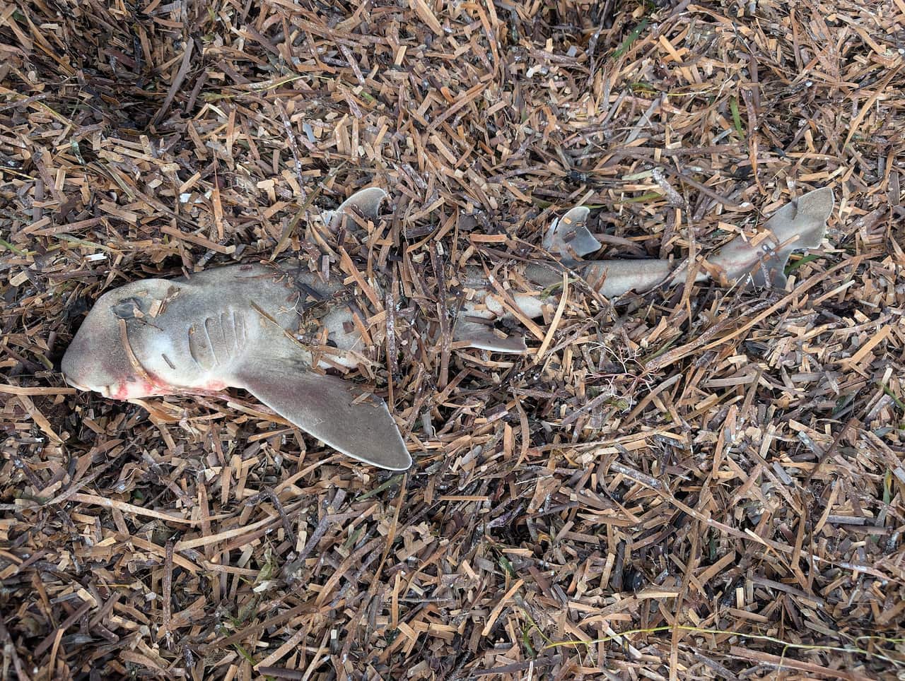 A dead shark wrapped in seaweed
