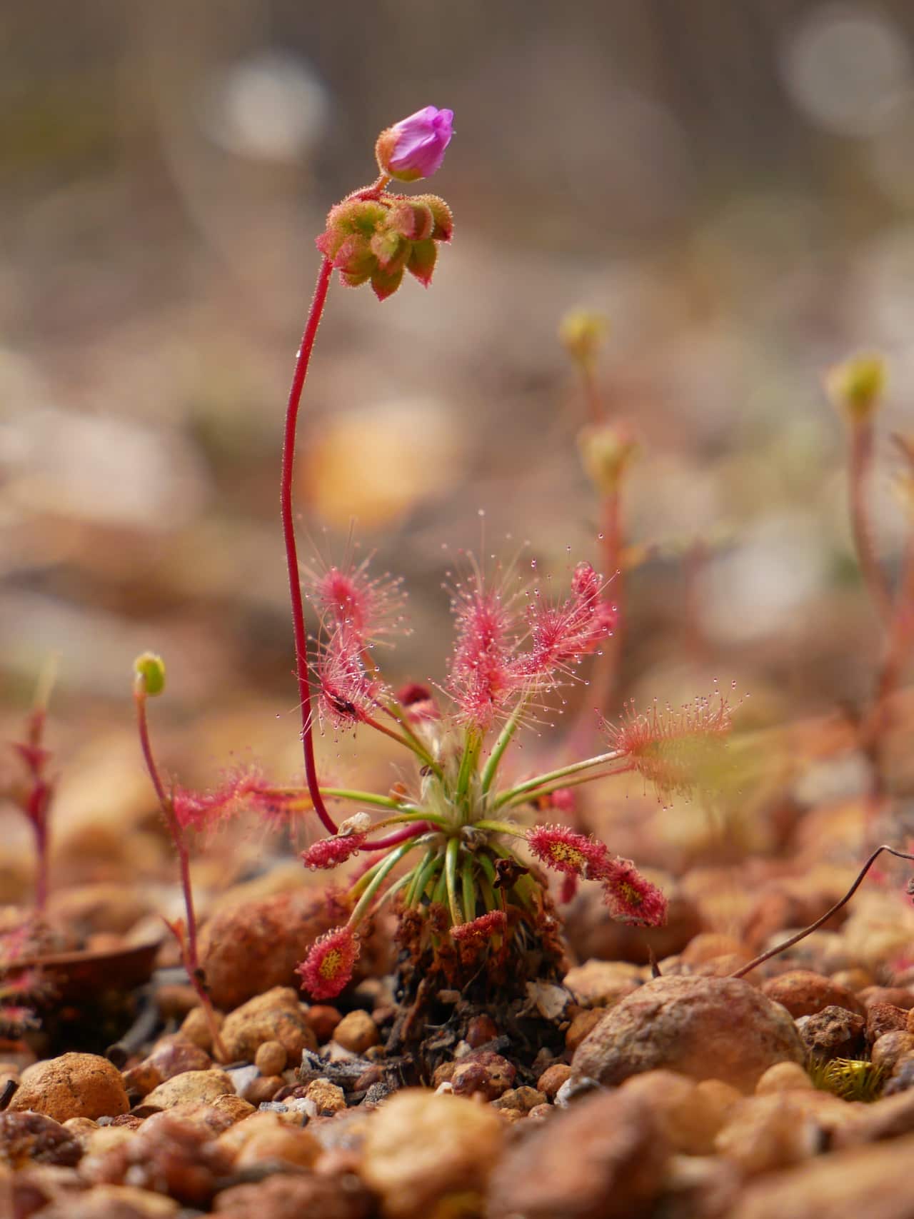 2. Drosera silvicola found at Pauna Wildlife Sanctuary. © Thilo Alexander Krueger.JPG