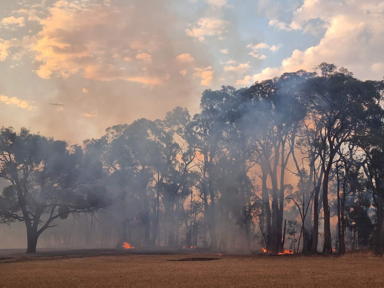 Heavy smoke hangs over trees, with areas of flames below. 