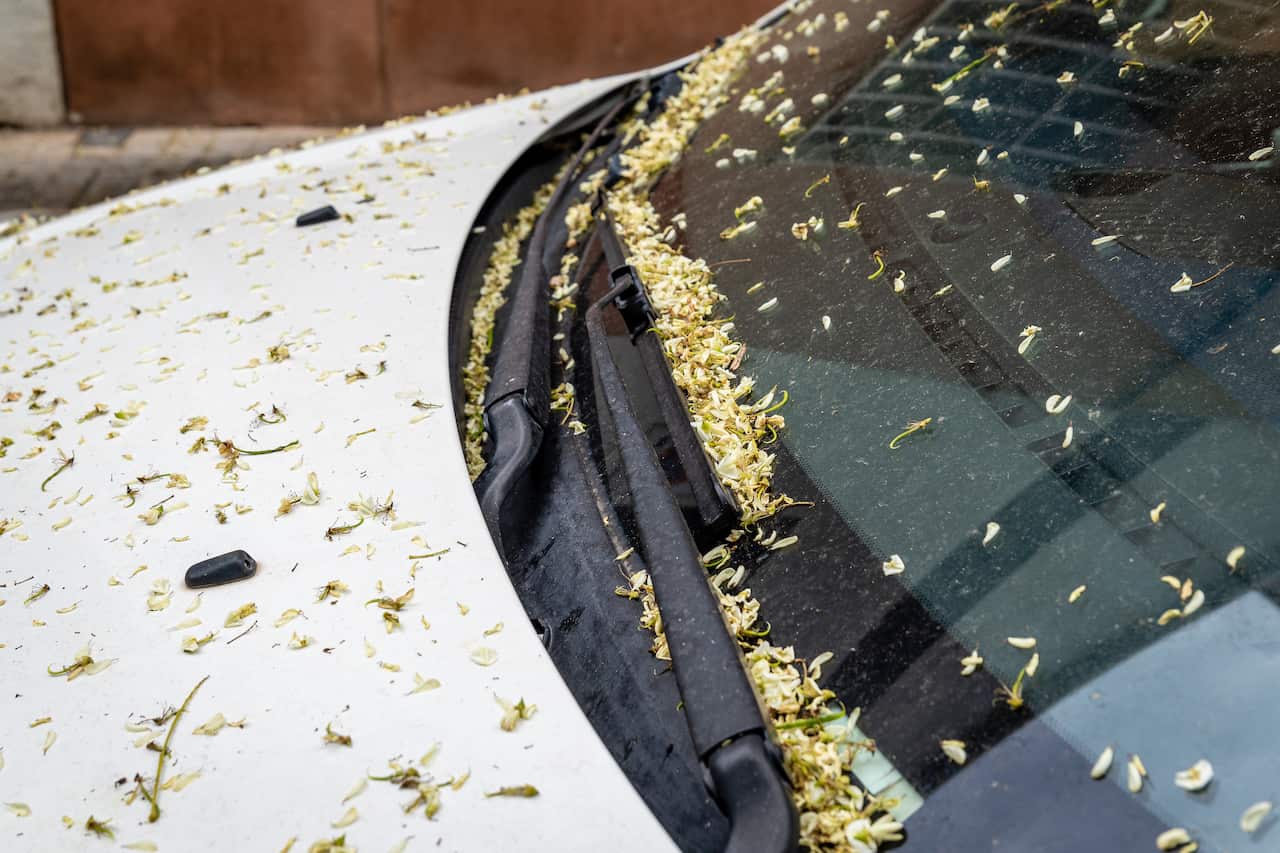 Close-up of a car windshield covered in pollen and flower petals, symbolizing the accumulation of allergens during the spring season.