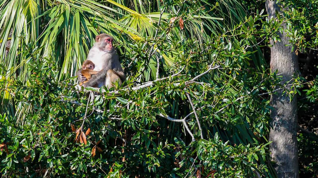 An infant monkey being held by an adult monkey in trees.