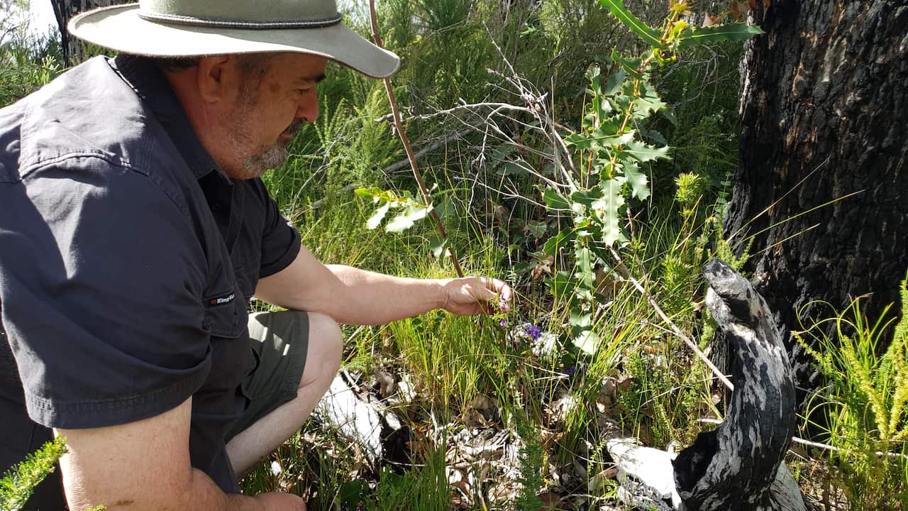 Dr David Edmonds examining plant species in the Walpole wilderness - Image by Phil Tucak.jpg