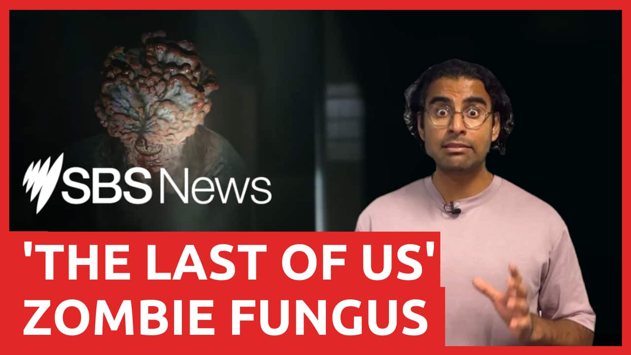 Could 'The Last of Us’ zombie infection happen in real life?