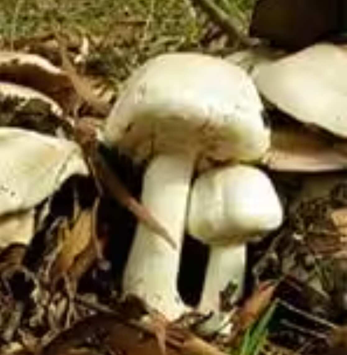 Screenshot 2023-04-13 at 2.08.13 pm.png